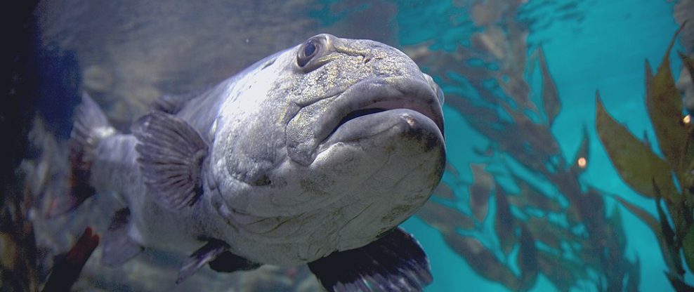 Ultra Fest Faces Fish Fight