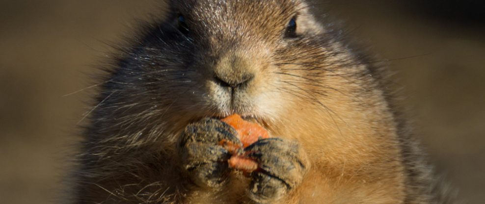 Prairie Dog Doom